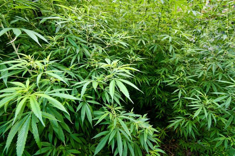 Dried cannabis buds